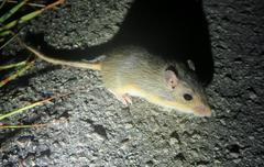 Chaetodipus hispidus