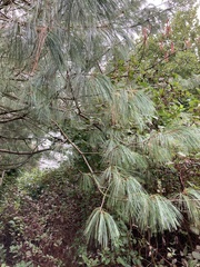 Pinus wallichiana