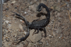 Hottentotta zagrosensis