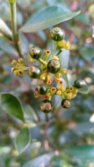 Psychotria