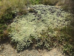 Ewartia nubigena