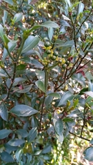 Psychotria