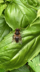 Eristalis tenax