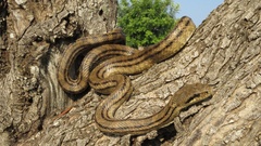 Elaphe quatuorlineata