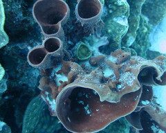 Callyspongia crassa