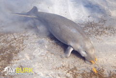 Dugong dugon