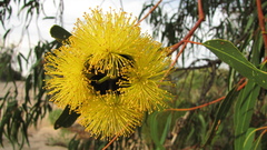Eucalyptus erythrocorys