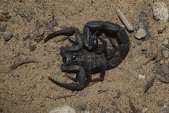 Hottentotta zagrosensis