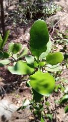Kalanchoe