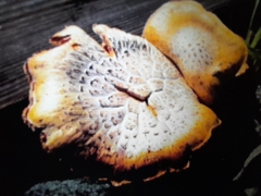Cantharellus californicus