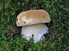 Boletus