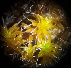 Syntrichia ruraliformis