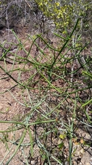 Euphorbia