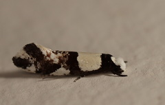 Monopis icterogastra