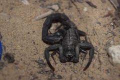 Hottentotta zagrosensis