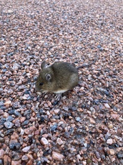 Apodemus flavicollis