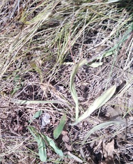 Pilosella officinarum