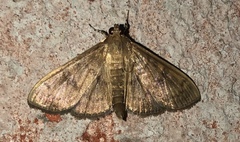 Psara obscuralis