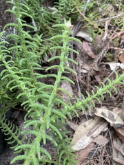 Chloanthes stoechadis