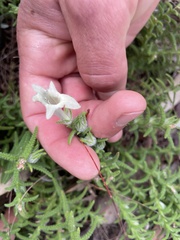 Chloanthes stoechadis