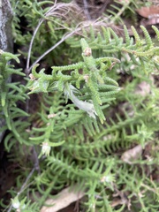 Chloanthes stoechadis