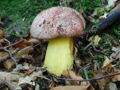 Butyriboletus regius