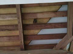 Cynopterus brachyotis