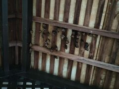 Cynopterus brachyotis