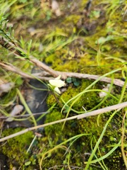 Disperis villosa