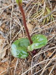 Disperis villosa