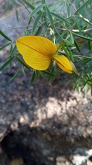 Crotalaria