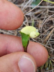 Disperis villosa