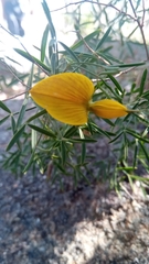 Crotalaria