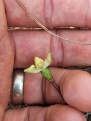 Disperis villosa