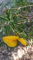 Crotalaria