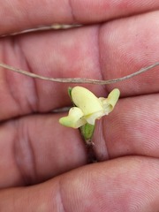 Disperis villosa