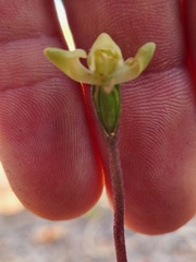 Disperis villosa