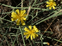 Chondrilla juncea