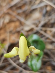 Disperis villosa
