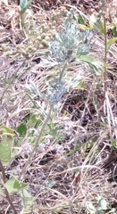 Artemisia absinthium