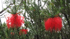 Melaleuca transversa