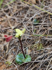 Disperis villosa