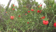 Melaleuca transversa