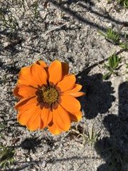 Gazania pectinata