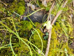 Disperis villosa
