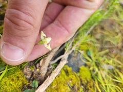Disperis villosa