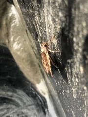 Agonopterix