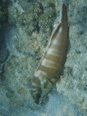 Epinephelus fasciatus