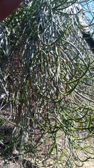 Euphorbia
