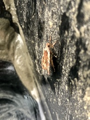 Agonopterix